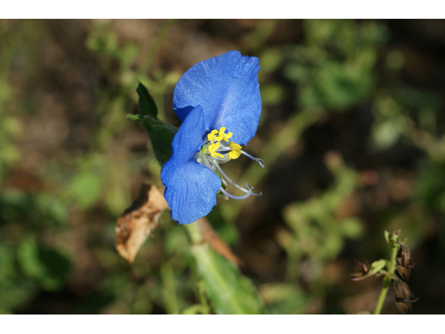 Commelina erecta var. angustifolia (Whitemouth dayflower) #55386