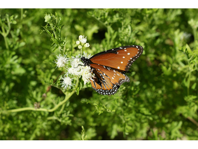 Conoclinium greggii (Gregg's mistflower ) #55395