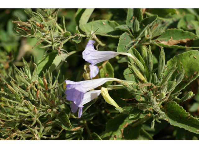 Ruellia occidentalis (Western wild petunia) #55440