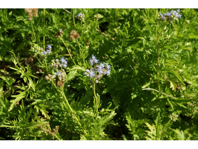 Conoclinium greggii (Gregg's mistflower ) #55480