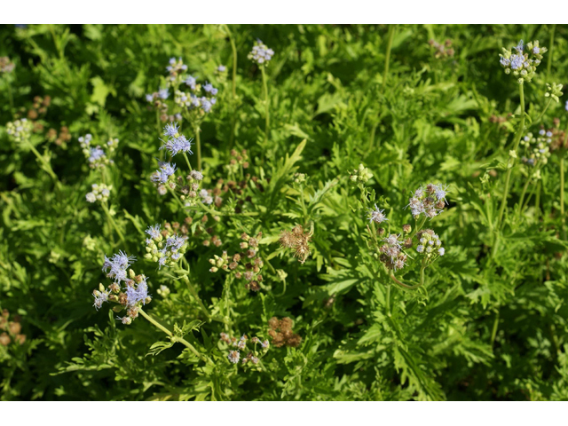 Conoclinium greggii (Gregg's mistflower ) #55481