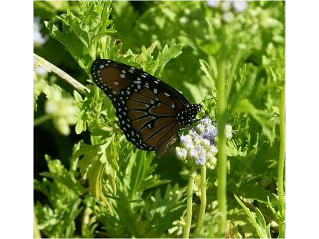 Conoclinium greggii (Gregg's mistflower ) #55483