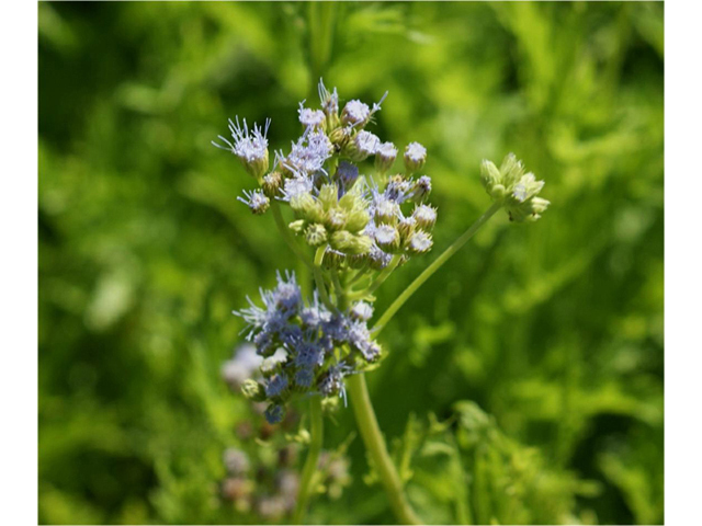 Conoclinium greggii (Gregg's mistflower ) #55493