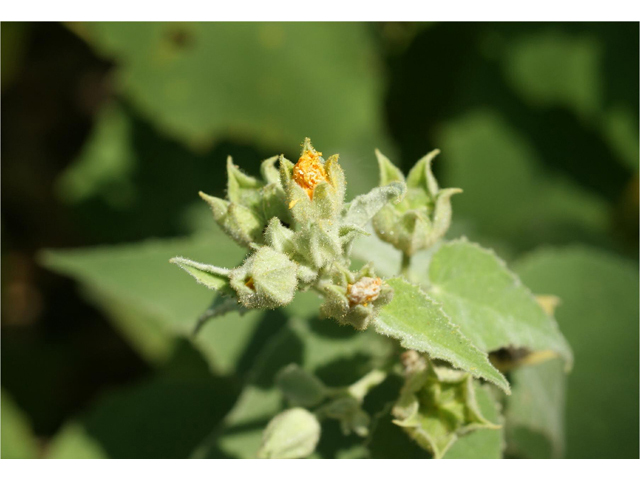 Allowissadula holosericea (Velvet-leaf mallow) #55510