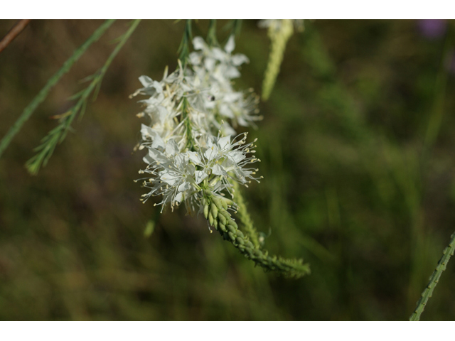 Stenosiphon linifolius (False gaura) #55600