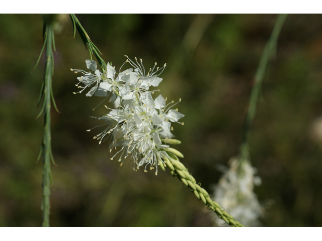 Stenosiphon linifolius (False gaura) #55603