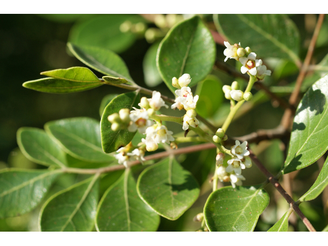 Rhus virens (Evergreen sumac) #55651