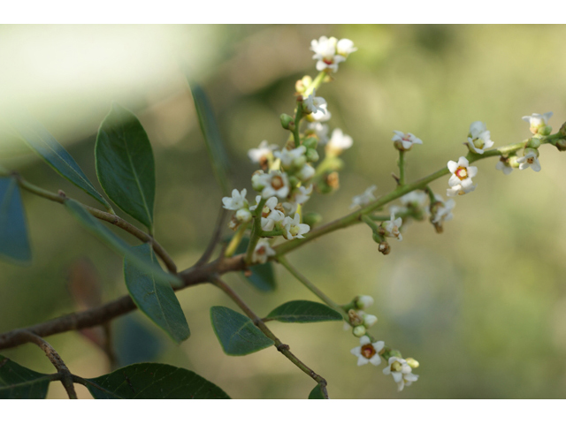 Rhus virens (Evergreen sumac) #55653