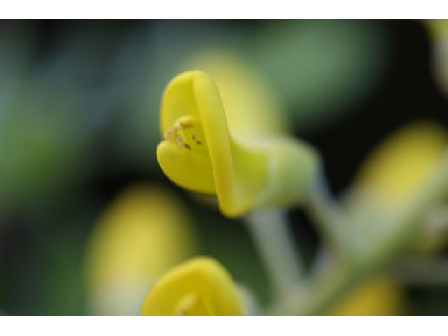 Sophora tomentosa (Yellow necklacepod) #55725