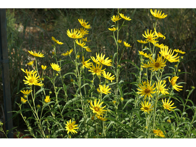 Helianthus maximiliani (Maximilian sunflower) #55760