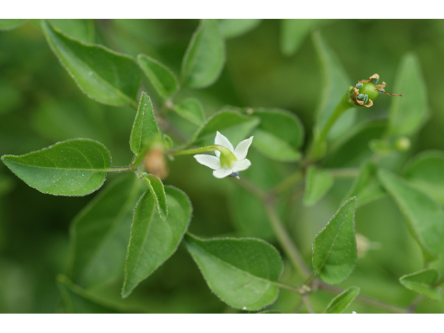 Capsicum annuum (Chile tepin) #55767