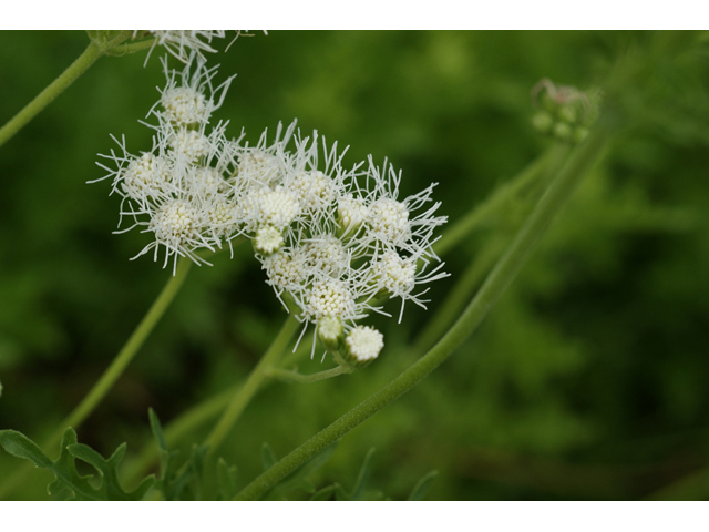 Conoclinium greggii (Gregg's mistflower ) #55773