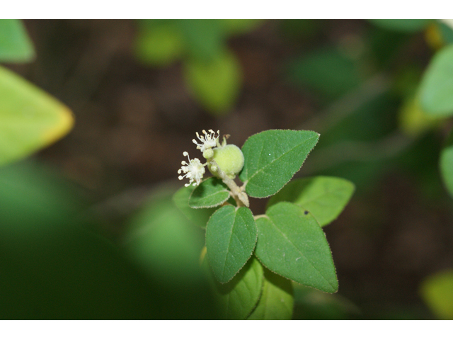 Croton fruticulosus (Bush croton) #55836