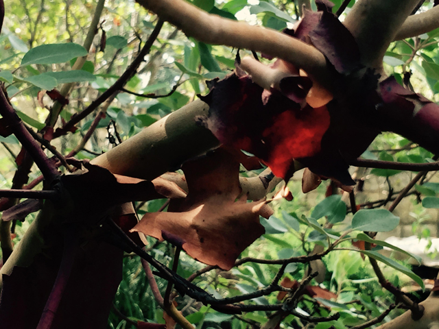 Arbutus xalapensis (Texas madrone) #55856