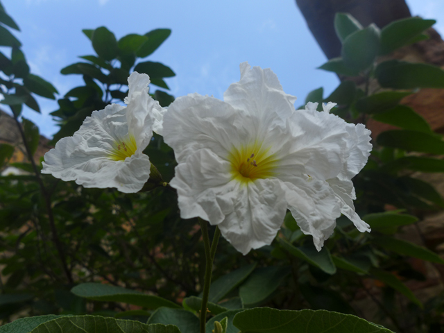 Cordia boissieri (Mexican olive) #55874