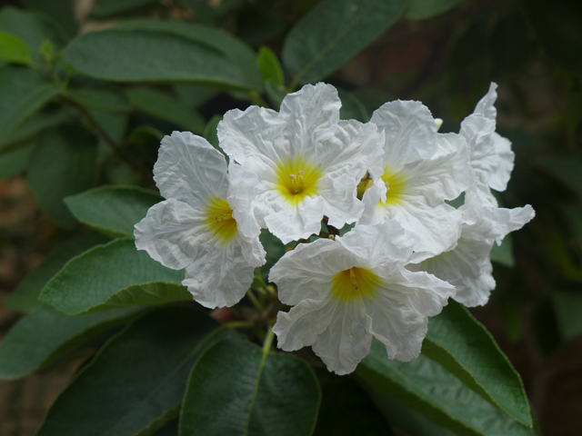 Cordia boissieri (Mexican olive) #55877