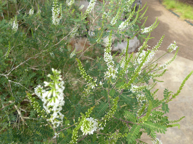 Eysenhardtia texana (Texas kidneywood) #55930