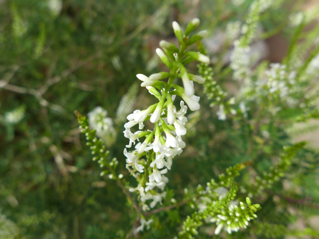 Eysenhardtia texana (Texas kidneywood) #55931