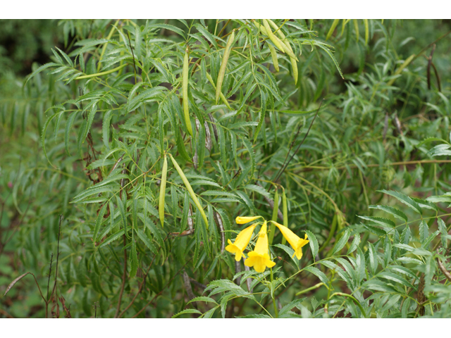 Tecoma stans (Yellow bells) #55950