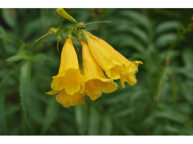 Tecoma stans (Yellow bells) #55951