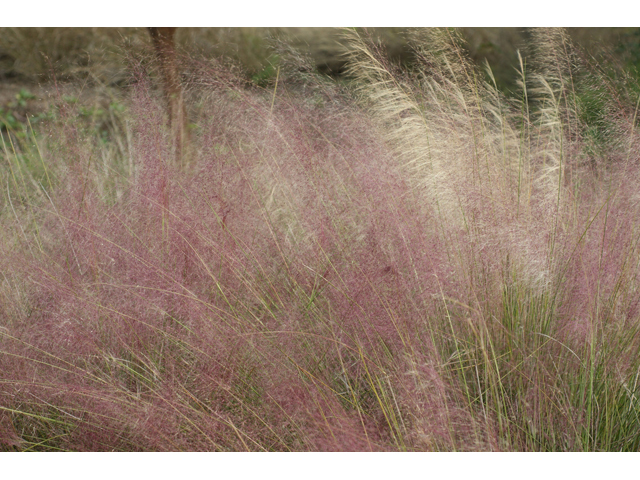 Muhlenbergia capillaris (Gulf muhly) #55962