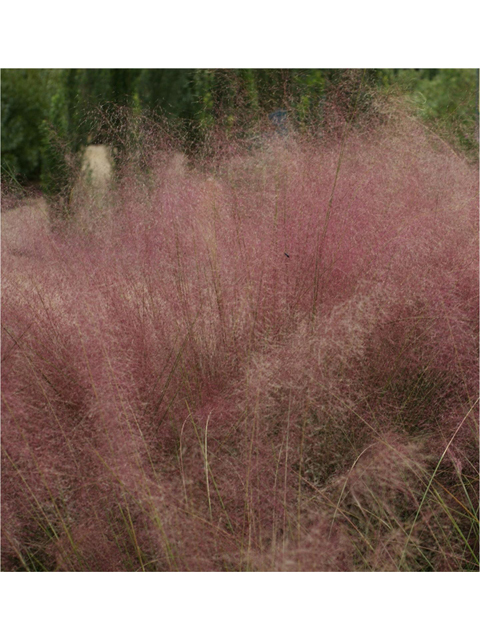 Muhlenbergia capillaris (Gulf muhly) #55963