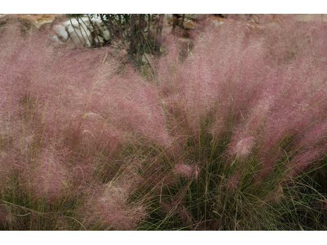 Muhlenbergia capillaris (Gulf muhly) #55964