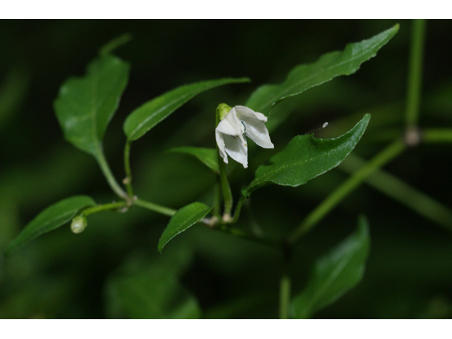 Capsicum annuum (Chile tepin) #55985