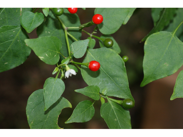 Capsicum annuum (Chile tepin) #55989