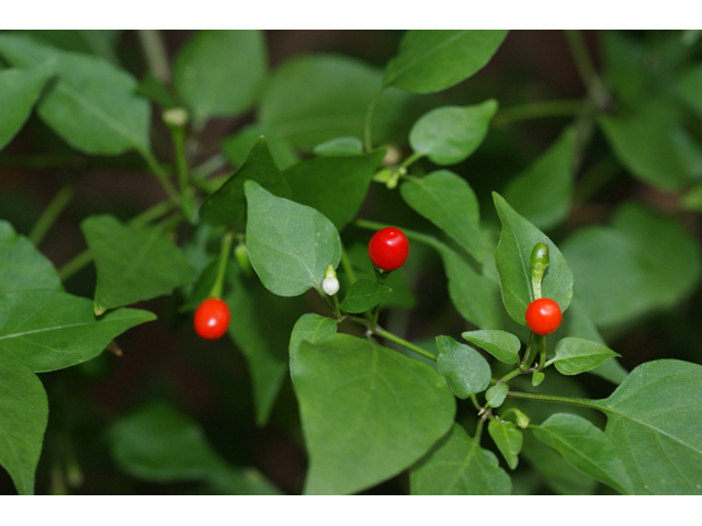 Capsicum annuum (Chile tepin) #55991