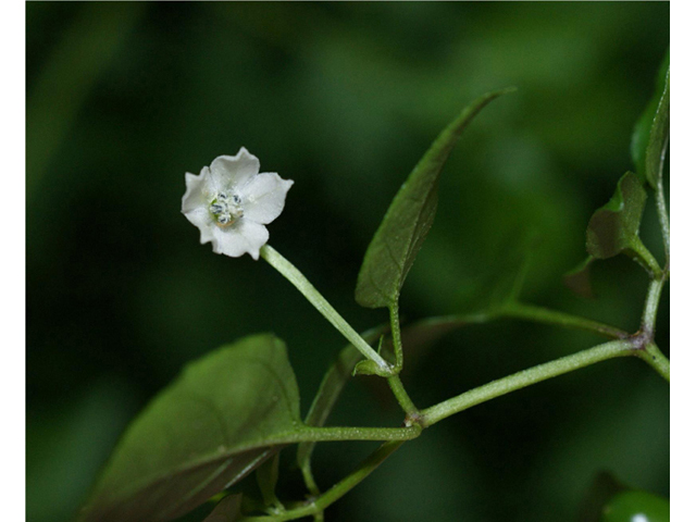 Capsicum annuum (Chile tepin) #55997