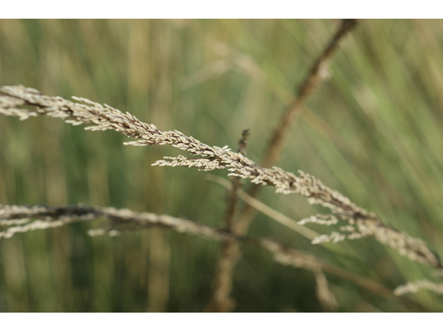 Muhlenbergia lindheimeri (Lindheimer's muhly) #56003