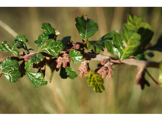 Rhus aromatica (Fragrant sumac) #56026