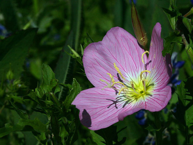 Oenothera speciosa (Pink evening primrose) #19297