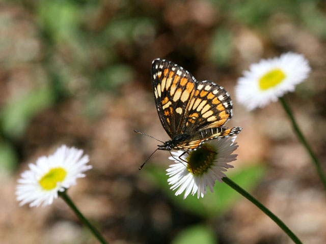 Erigeron modestus (Plains fleabane) #19323