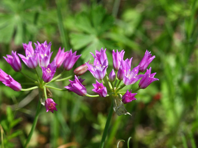 Allium drummondii (Drummond's onion) #19330