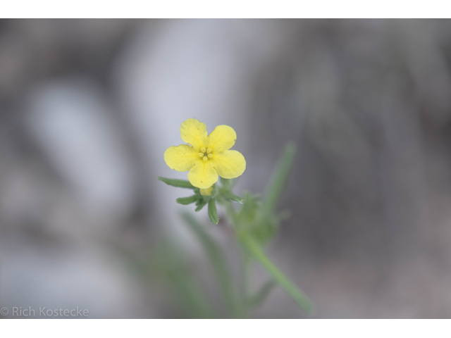 Lithospermum mirabile (San antonio stoneseed) #47693