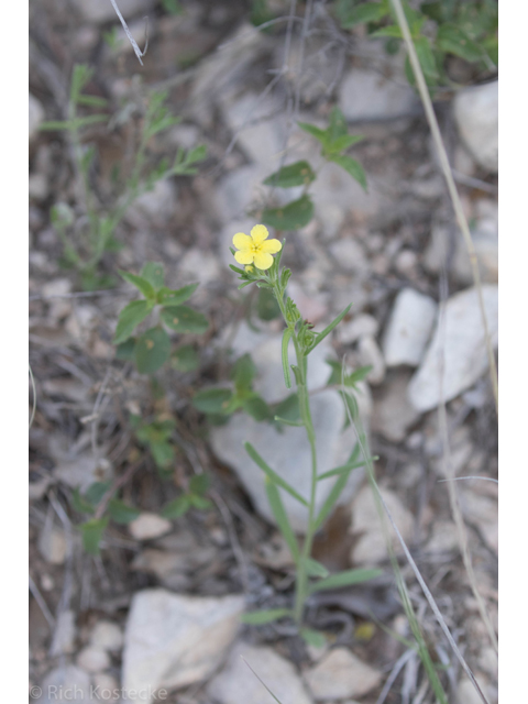 Lithospermum mirabile (San antonio stoneseed) #47694