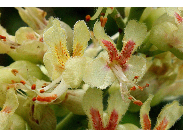 Aesculus glabra (Ohio buckeye) #30744