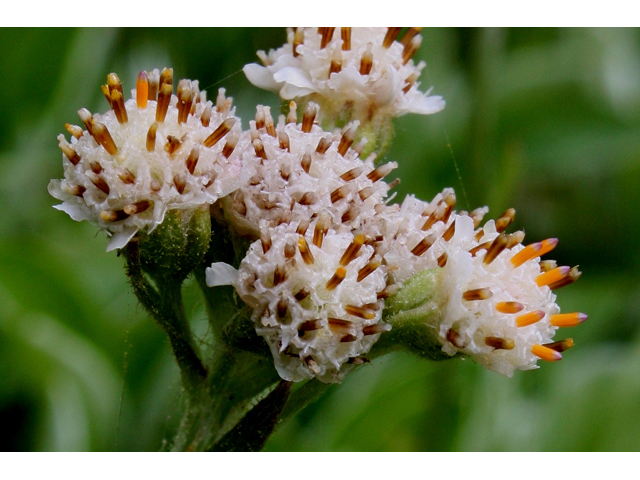 Antennaria parlinii (Parlin's pussytoes) #30746