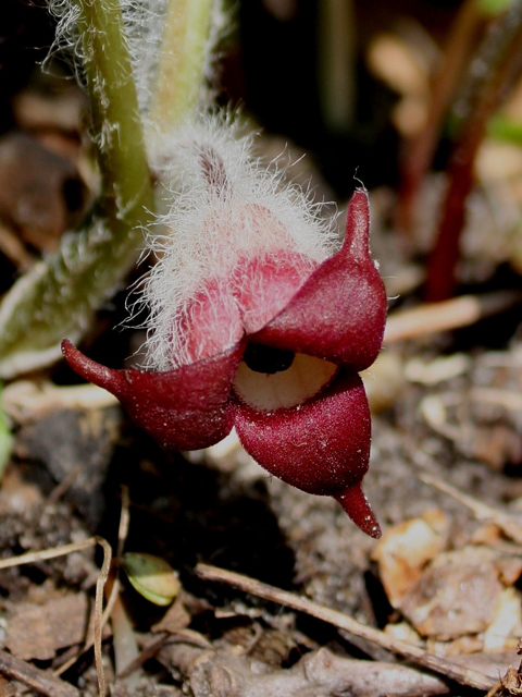 Asarum canadense (Canadian wild ginger) #30755