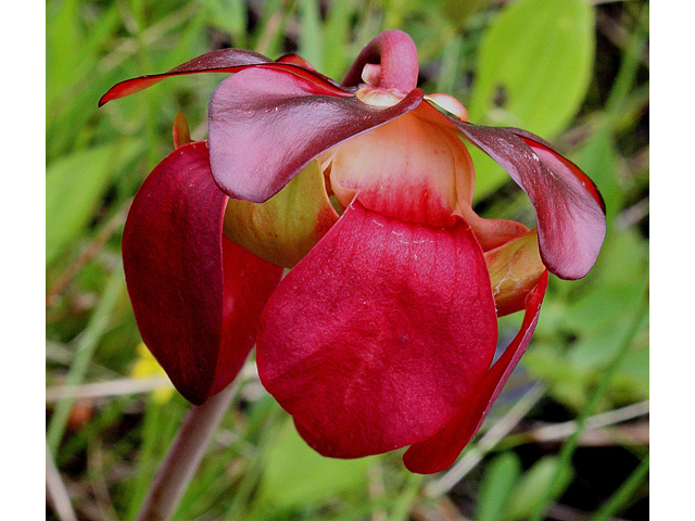 Sarracenia purpurea (Purple pitcherplant) #30780