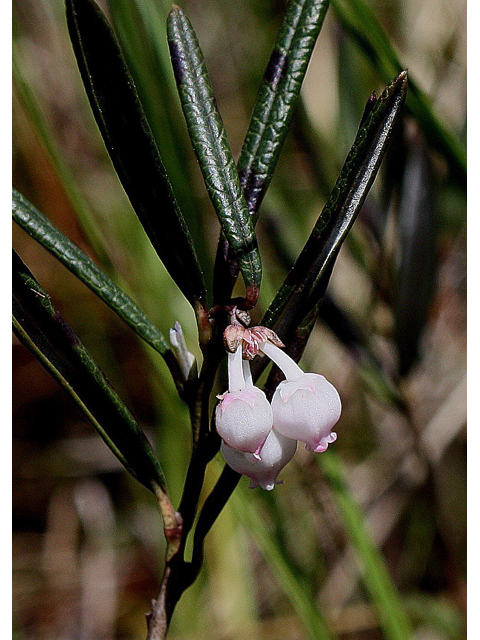 Andromeda polifolia var. glaucophylla (Bog rosemary) #30796