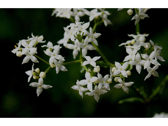 Galium boreale (Northern bedstraw) #30839