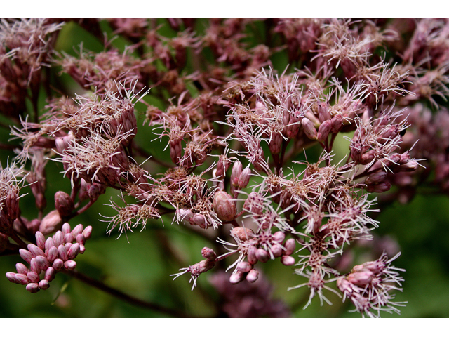 Eutrochium maculatum (Spotted joe-pye weed) #30858