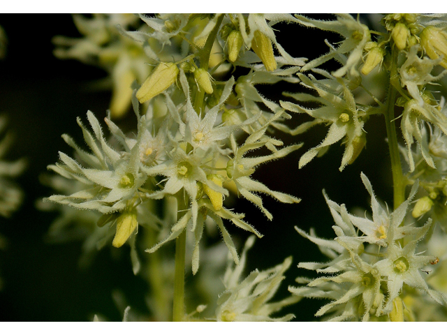 Echinocystis lobata (Wild cucumber) #30873