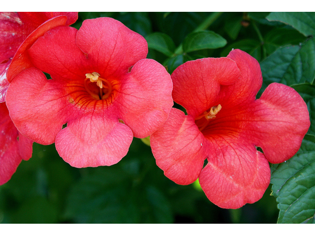 Campsis radicans (Trumpet creeper) #30874