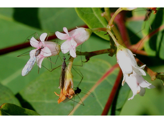 Apocynum floribundum (Hybrid dogbane) #30897