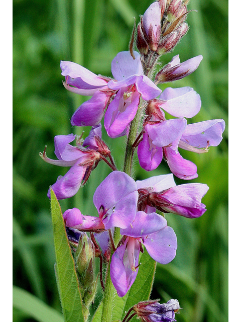 Desmodium canadense (Showy tick trefoil) #30906