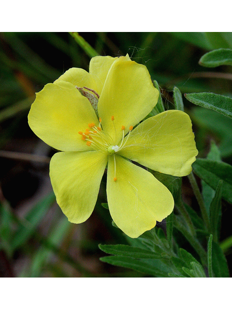 Helianthemum bicknellii (Hoary frostweed) #30911